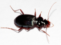 Leistus spinibarbis